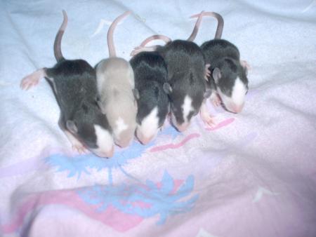 LES RATS
